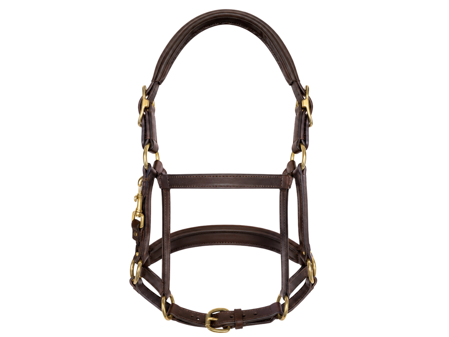 Horse Halter – Dark Brown and Gold | B2B Low MOQ